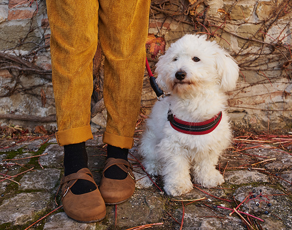 Bimbo con scarpe marroni accanto a un cane bianco.